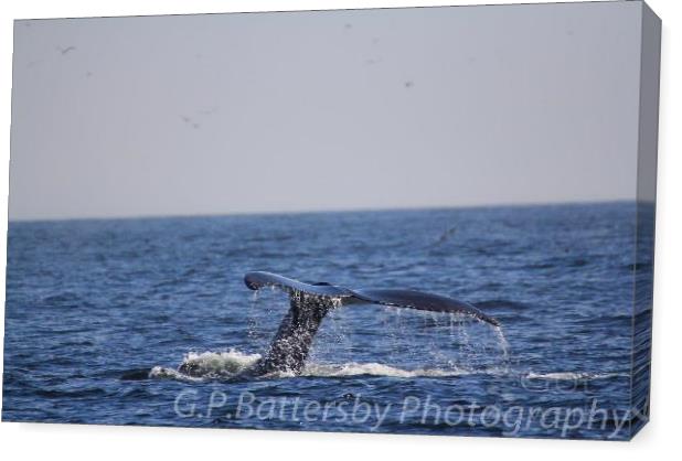 Whale Tail Whale Tail