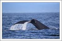 Whale Tail - No-Wrap