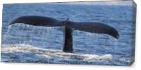 Whale Tail As Canvas