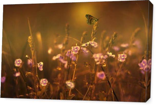Evening Magic Butterfly By David Dehner