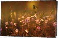 Evening Magic Butterfly By David Dehner - Gallery Wrap