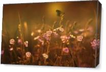 Evening Magic Butterfly By David Dehner - Gallery Wrap Plus