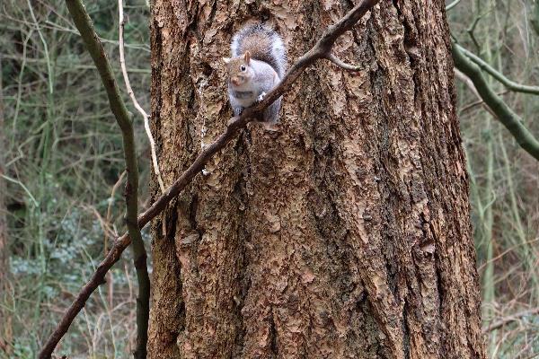 Squirrel In Tree