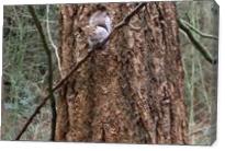Squirrel In Tree - Gallery Wrap