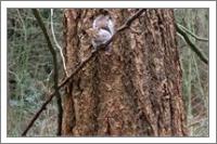 Squirrel In Tree - No-Wrap