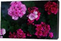 Detail Flowers - Gallery Wrap