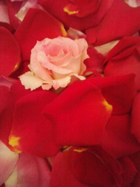 Pink And Red Pink And Red