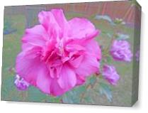 Blooming Fuschia Rose As Canvas