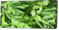 Cypress Green - Gallery Wrap