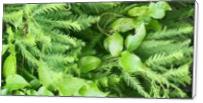 Cypress Green - Standard Wrap