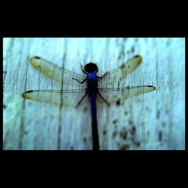 Blue Dragonfly Blue Dragonfly