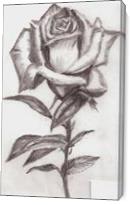 Rose Drawing - Gallery Wrap