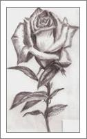 Rose Drawing - No-Wrap