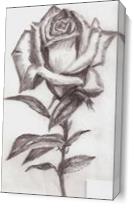 Rose Drawing As Canvas
