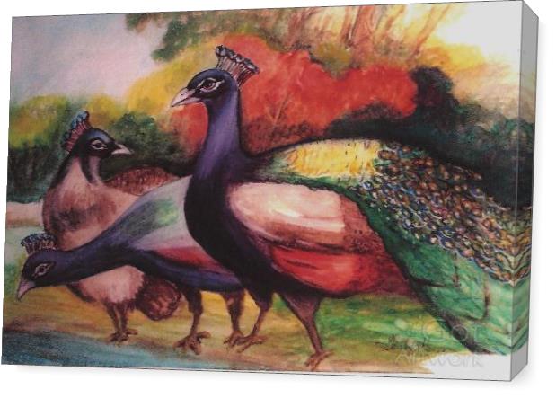 Peacocks Drinking Time Peacocks Drinking Time