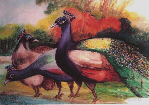 Peacocks Drinking Time Peacocks Drinking Time