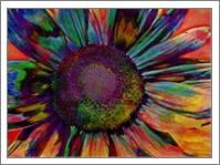 Multicolor Sunflower Abstract - No-Wrap