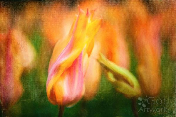 Holland Tulip Holland Tulip