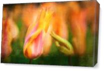Holland Tulip As Canvas