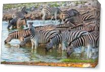 Zebras In Etosha As Canvas