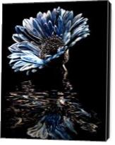 Blue Chrysanthemum - Gallery Wrap