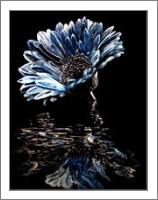 Blue Chrysanthemum - No-Wrap