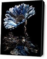 Blue Chrysanthemum - Gallery Wrap Plus