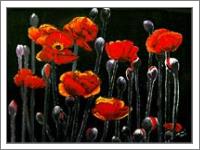 The Red Poppy - No-Wrap