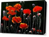 The Red Poppy As Canvas