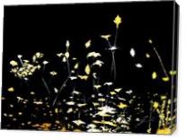Little Chrysanthemum - Gallery Wrap