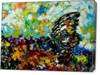 Butterfly - Gallery Wrap