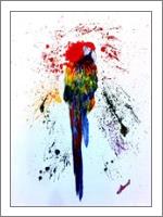 Colourful Parrot - No-Wrap