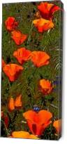 Poppies In Line - Gallery Wrap