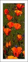 Poppies In Line - No-Wrap