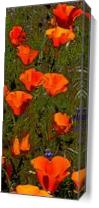 Poppies In Line As Canvas
