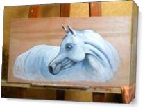The Beauty horse As Canvas