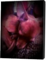 Tea Cup Chihuahua - Gallery Wrap