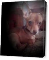 Tea Cup Chihuahua - Gallery Wrap Plus