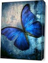 Butterfly As Canvas