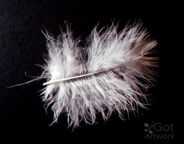 2012, Feather of young ‘ Wetland’s Owl ‘ ( Asio flammeus ) -  Photo has been made by Mila