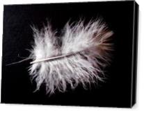2012, Feather of young ‘ Wetland’s Owl ‘ ( Asio flammeus ) -  Photo has been made by Mila - Gallery Wrap
