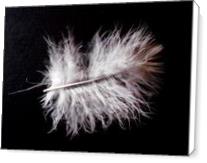 2012, Feather of young ‘ Wetland’s Owl ‘ ( Asio flammeus ) -  Photo has been made by Mila - Standard Wrap