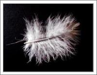 2012, Feather of young ‘ Wetland’s Owl ‘ ( Asio flammeus ) -  Photo has been made by Mila - No-Wrap