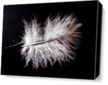 2012, Feather of young ‘ Wetland’s Owl ‘ ( Asio flammeus ) -  Photo has been made by Mila As Canvas