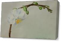 Orchid As Canvas