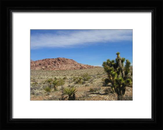 Death Valley Cactus