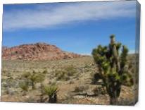 Death Valley Cactus - Gallery Wrap