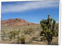 Death Valley Cactus - Standard Wrap