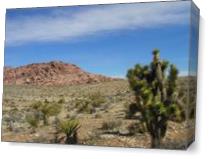 Death Valley Cactus As Canvas