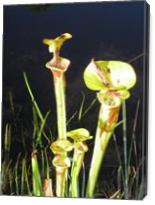 Pitcher Plant, - Gallery Wrap